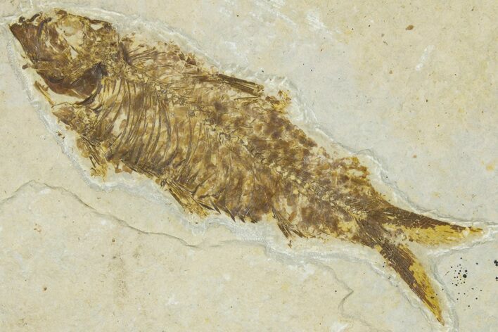 Detailed Fossil Fish (Knightia) - Wyoming #330844
